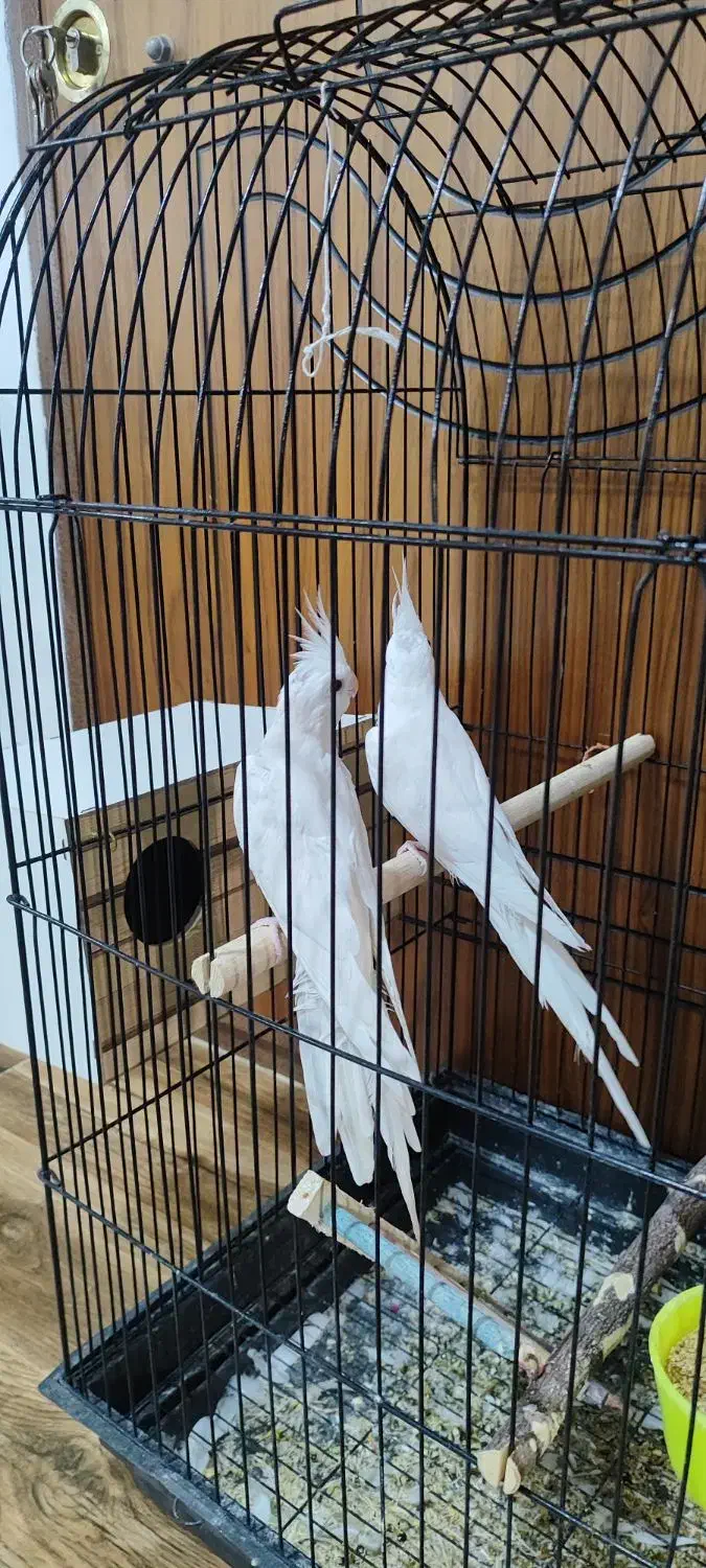 یک جفت عروس هلندی نر وماده البینو|پرنده|دهگلان, |دیوار