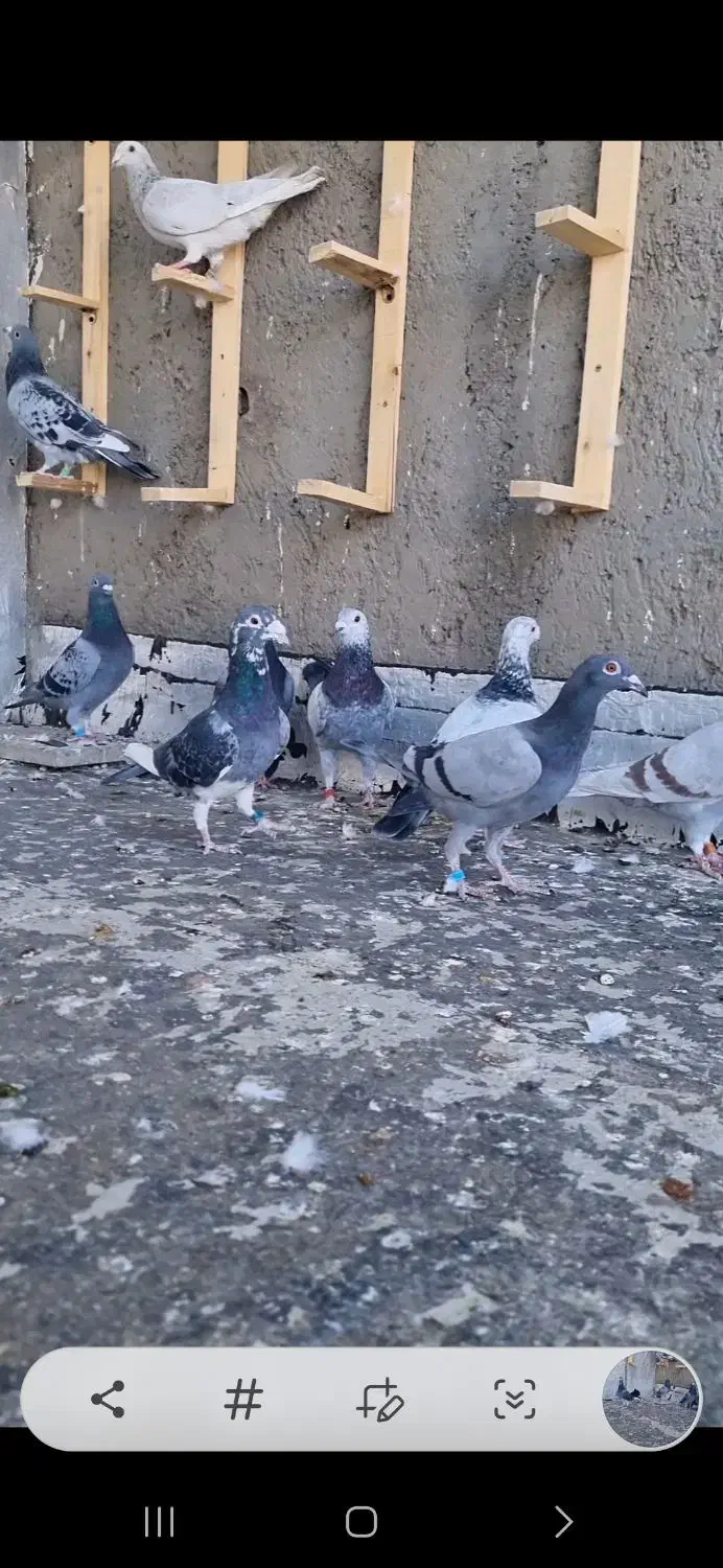 پرنده|پرنده|جغتای, |دیوار