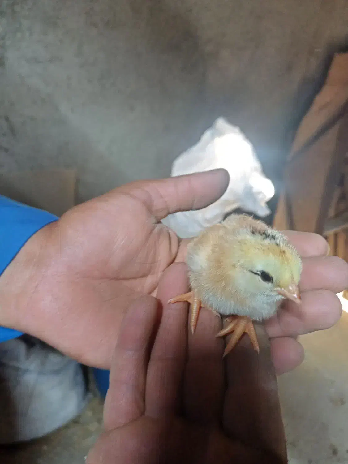 مرغ و خروس محلی|حیوانات مزرعه|بانه, |دیوار