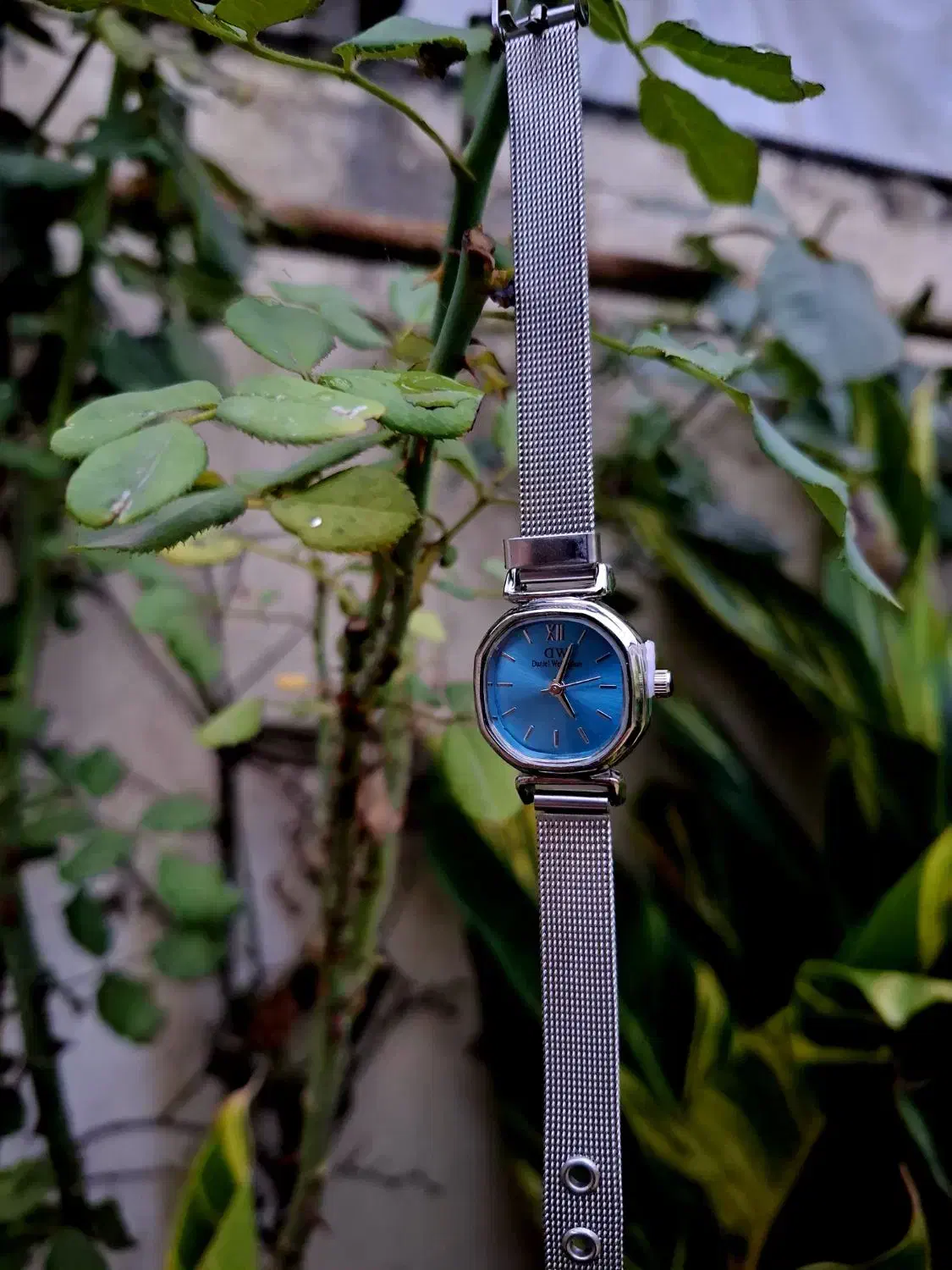 ساعت دنیل ولینگتون|ساعت|رشت, یخسازی|دیوار