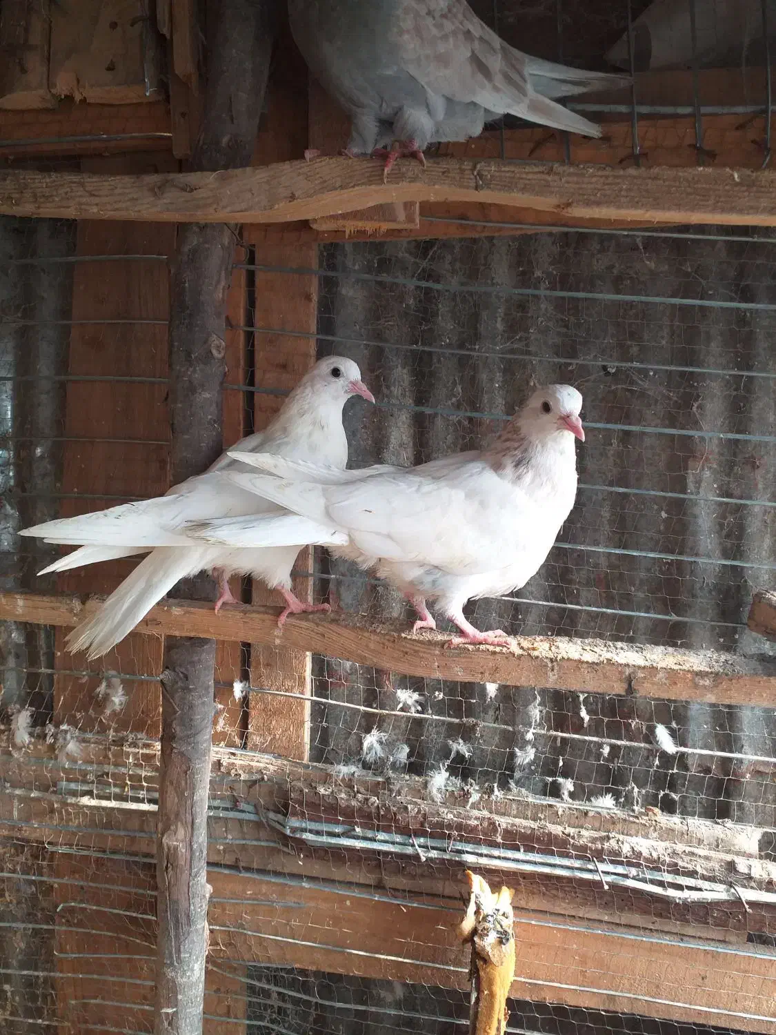 جوجه پرشی هیچ پر|پرنده|احمدسرگوراب, |دیوار