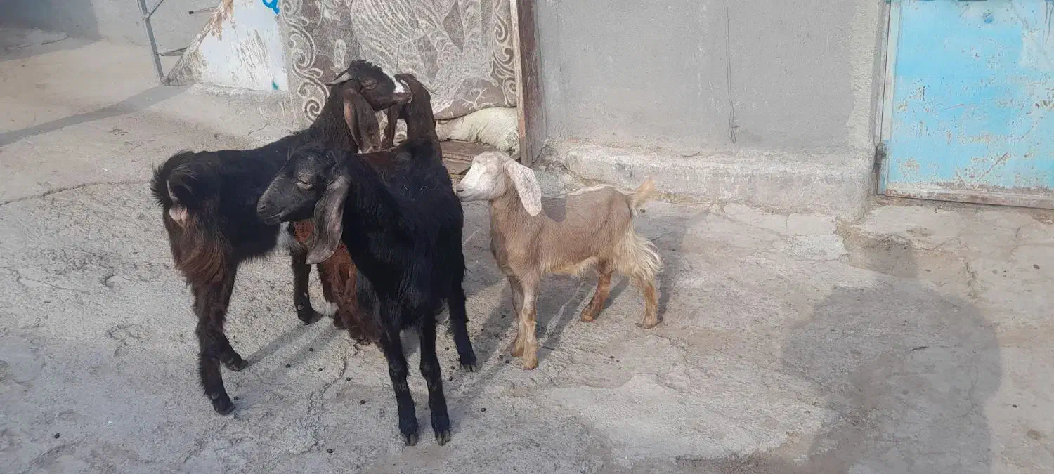 آهو|حیوانات مزرعه|سراب, |دیوار