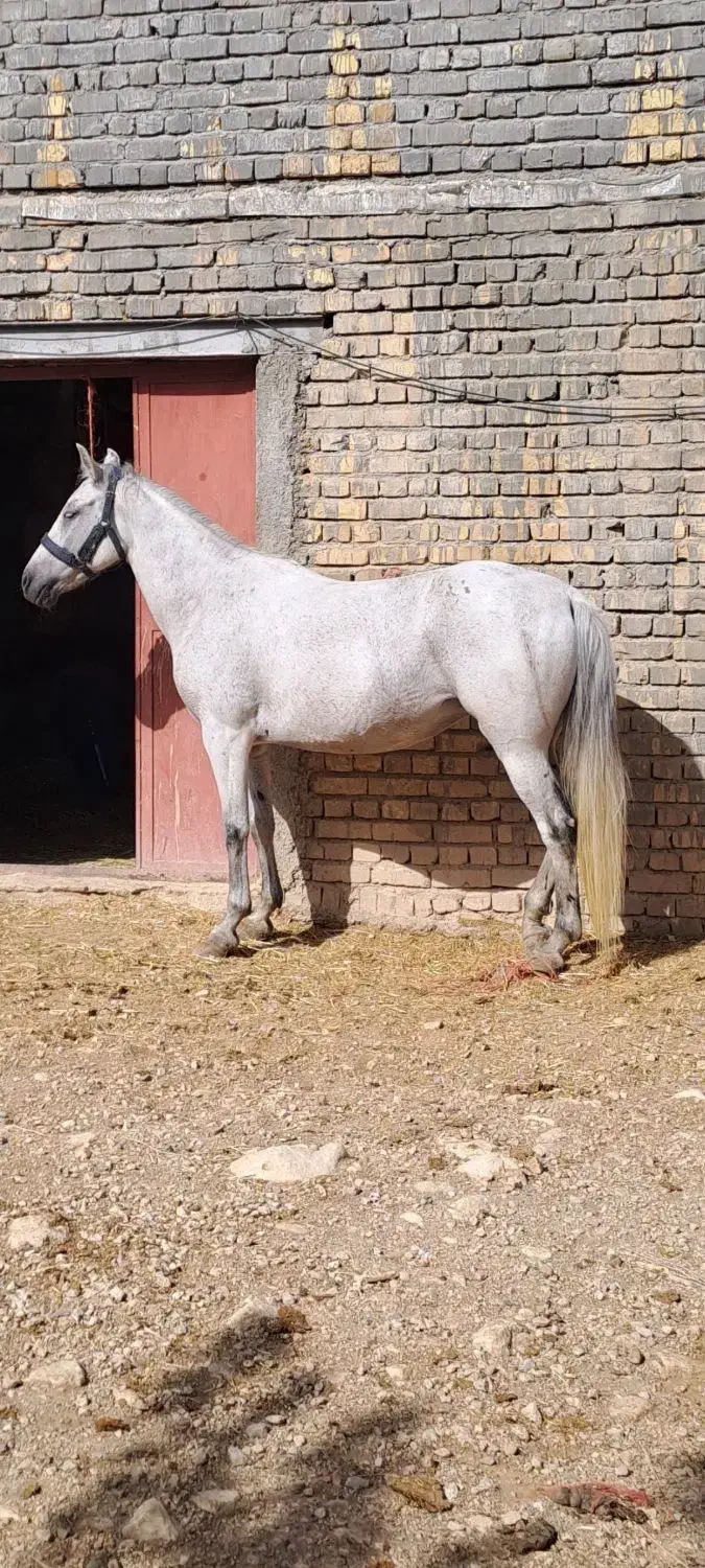 اسب کرد|اسب و تجهیزات اسب‌سواری|درگزین, |دیوار