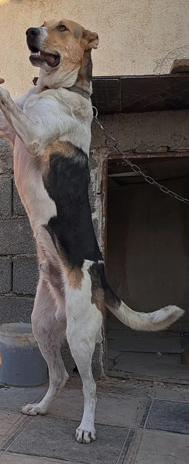 الابای|سگ|قدس, شهرک صنعتی زاگرس|دیوار