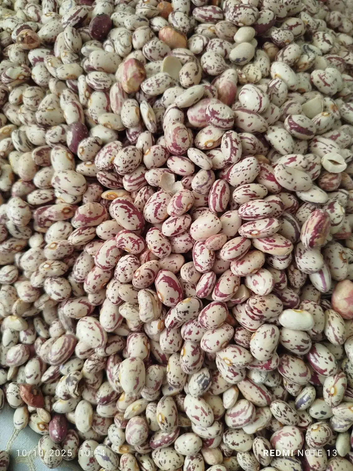 لوبیا چیتی درجه یک ،|حراج|سراب, |دیوار