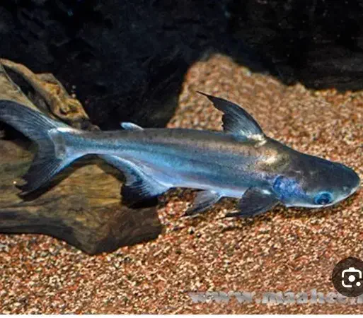 اکواریوم در سلیز ۳۲ در۸۸ با شیشه خم و تجهیزات|ماهی|یزد, |دیوار