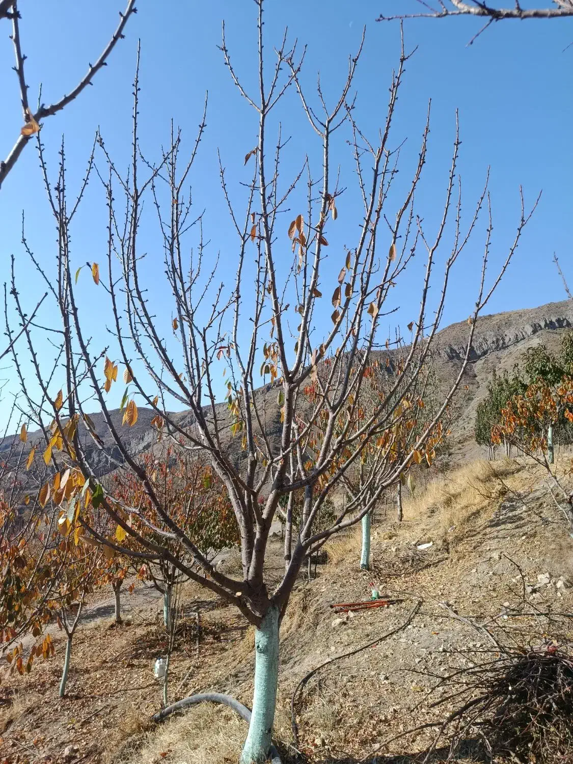 هرس باغات زیر نظر مهندس حسینی|خدمات باغبانی و درختکاری|محمدیه-قزوین, |دیوار