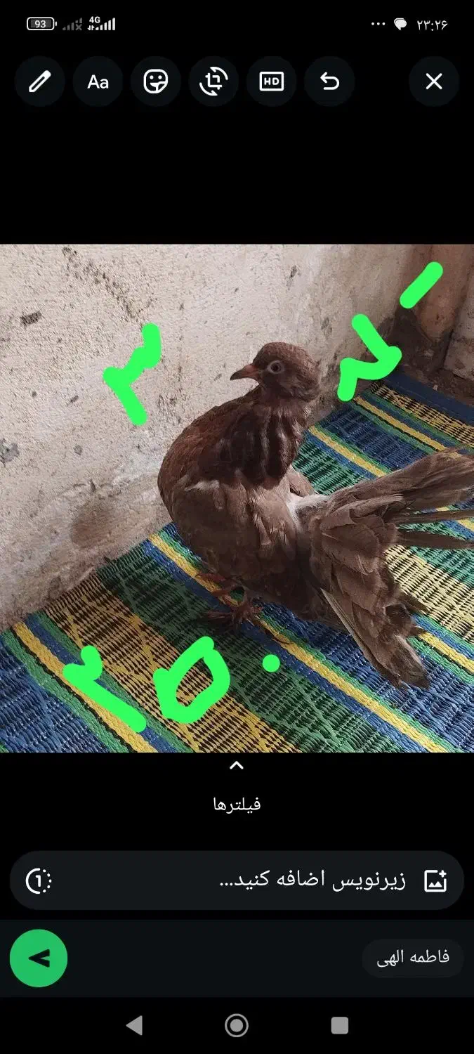 کبوتر دمچتری جوجه و بالغ. نرو ماده|پرنده|بابلسر, |دیوار