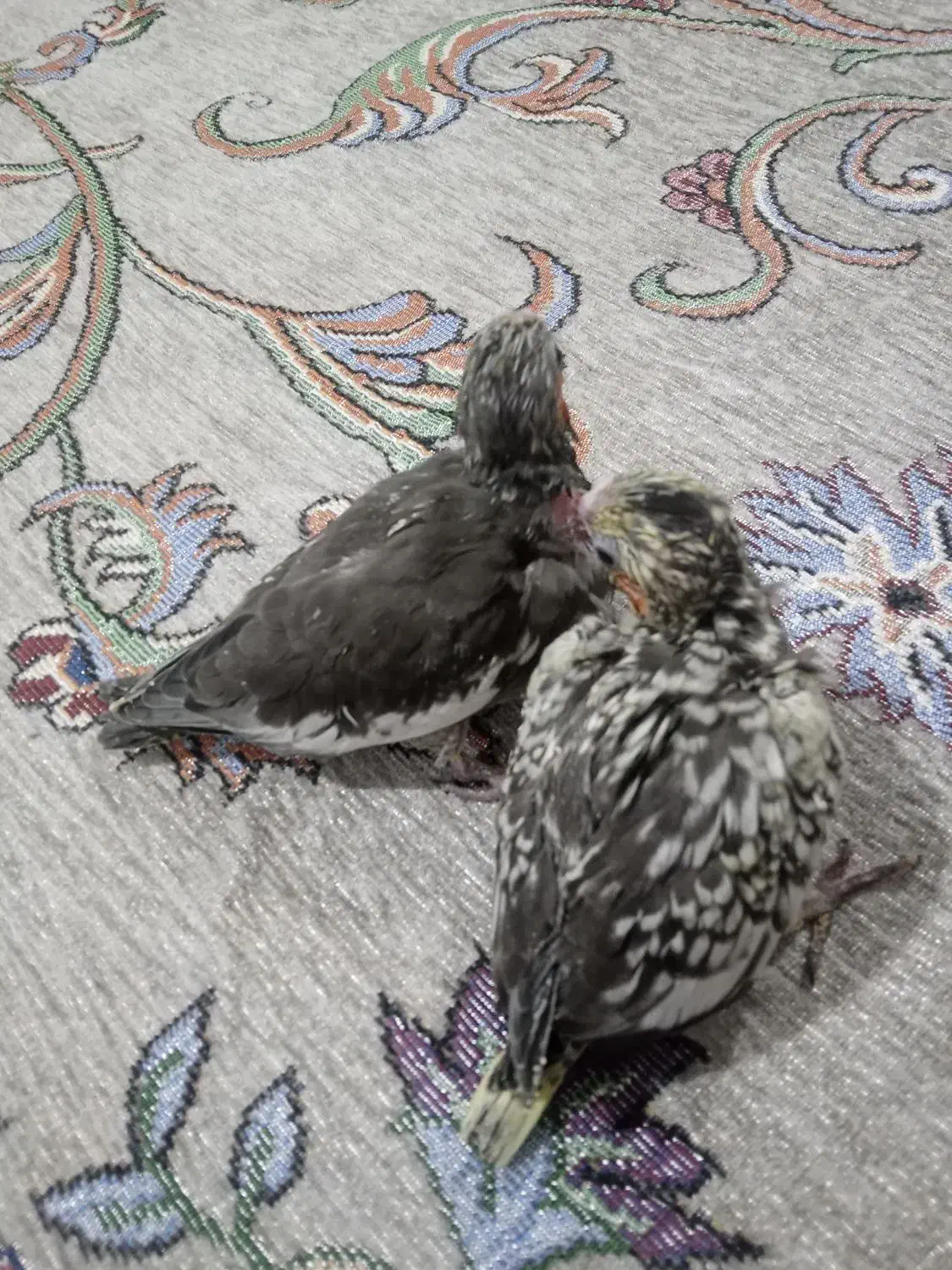 جوجه عروس|پرنده|پاکدشت, پاکدشت (مامازند)|دیوار