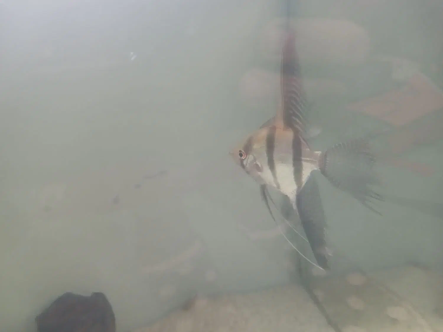 ماهی کالر|ماهی|بومهن, |دیوار