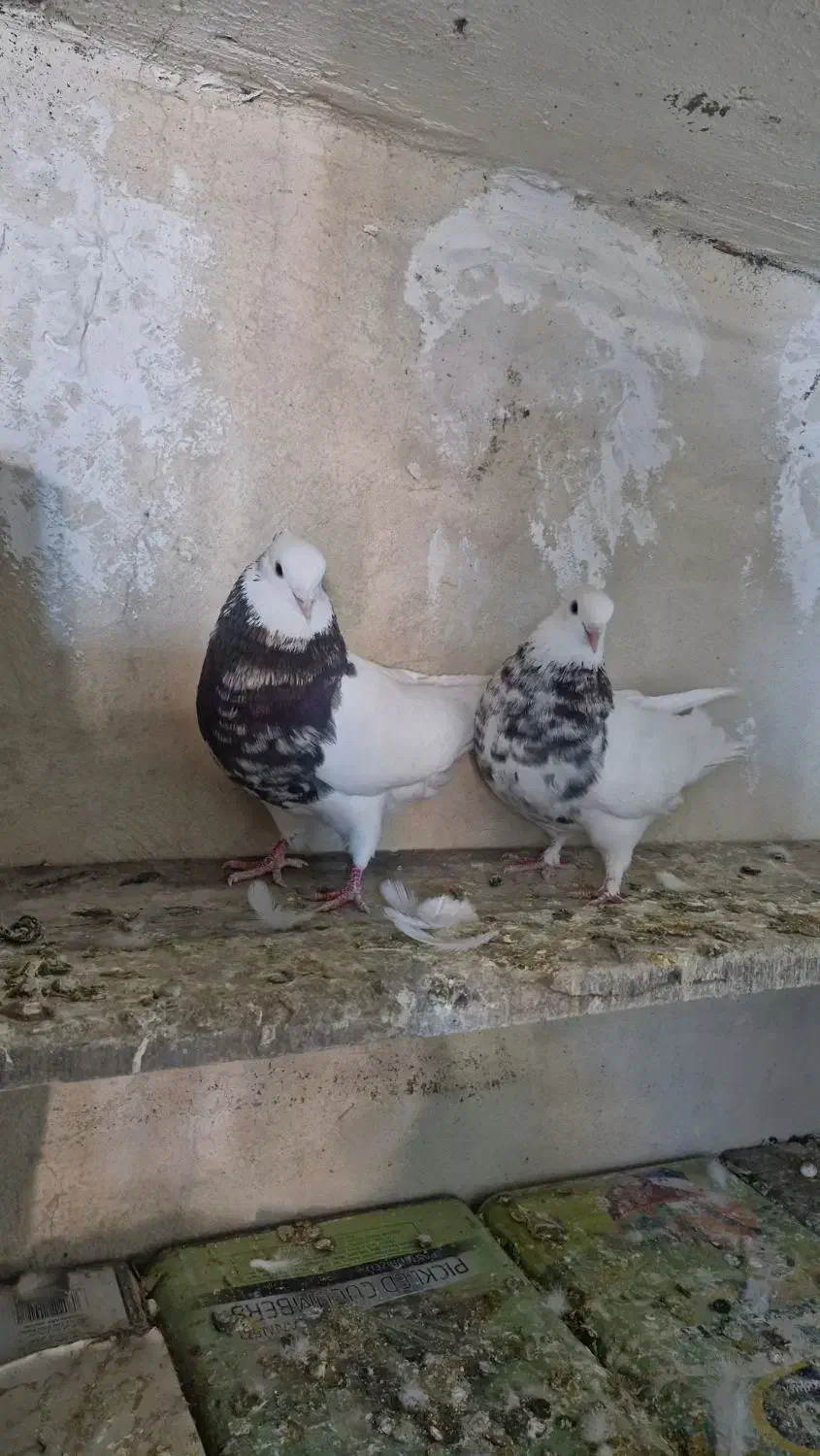 طوقی|پرنده|شیراز, گویم|دیوار