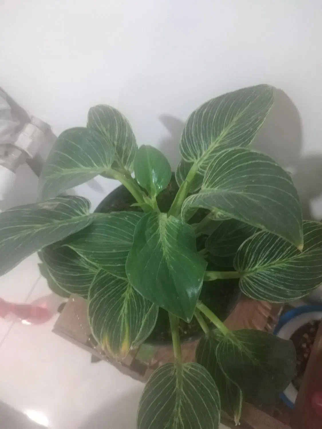 تعویض گل آپارتمانی با پرنده خونگی یا ماهی اکواریمی|گل و گیاه طبیعی|کهریزک, |دیوار