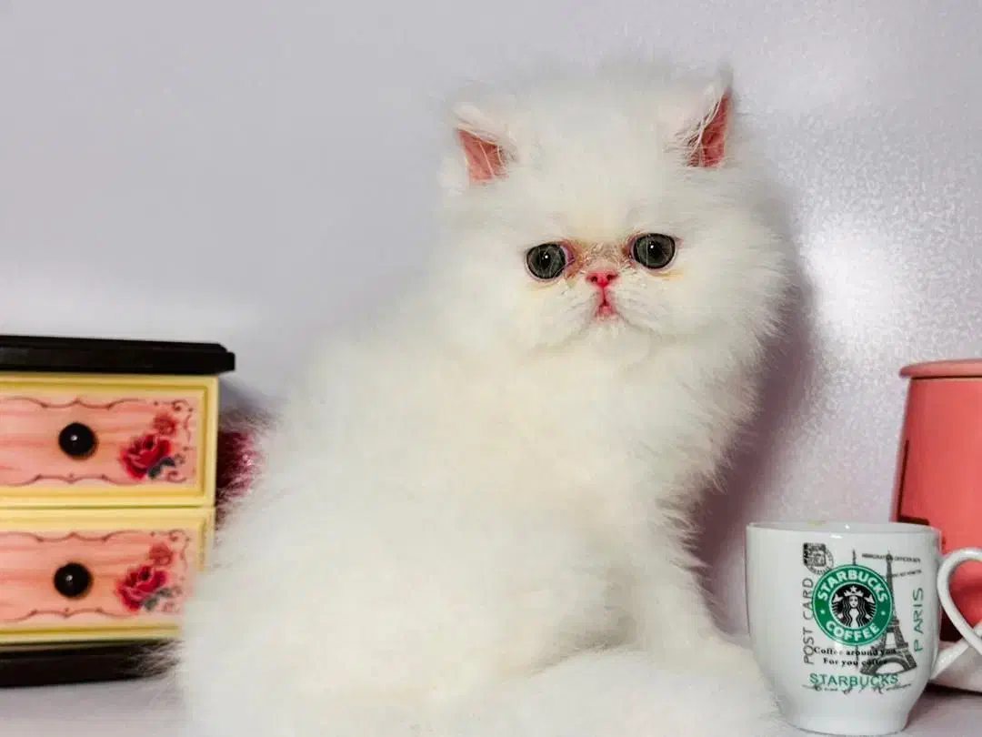 زیباترین گربه های خونگی با تربیت عالی|گربه|شیراز, درکی|دیوار