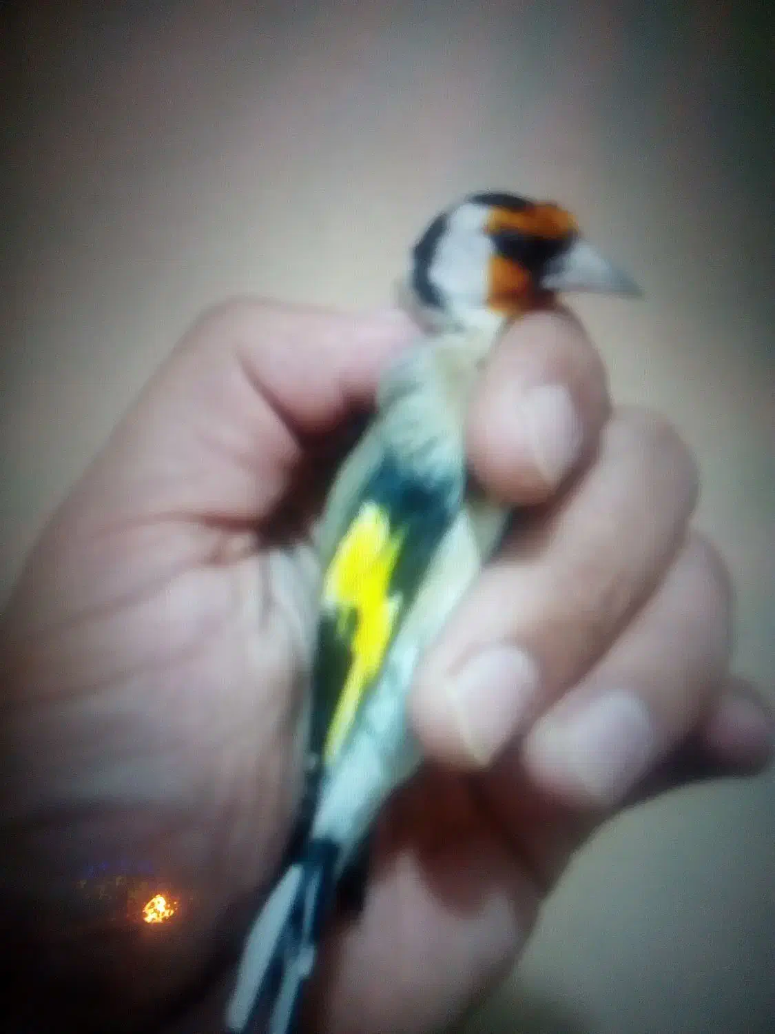 سهره نر|پرنده|رشت, فلسطین|دیوار