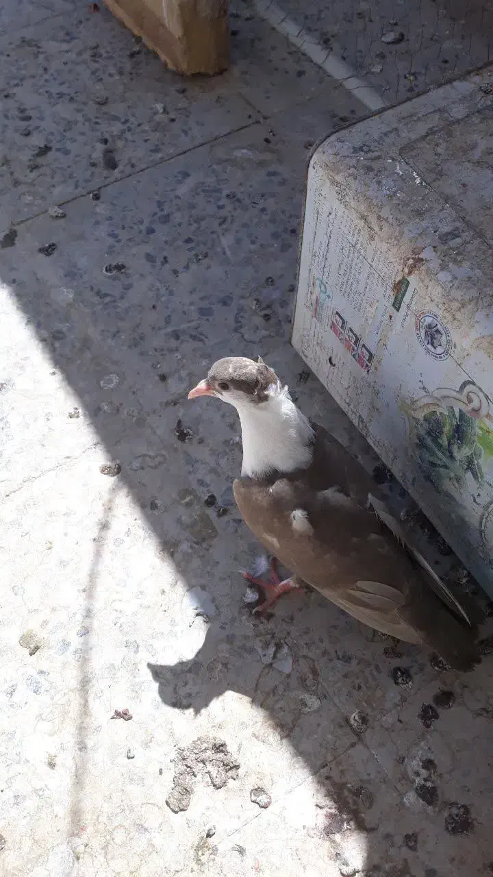 کفتر گمشده|حیوانات|بیرجند, |دیوار