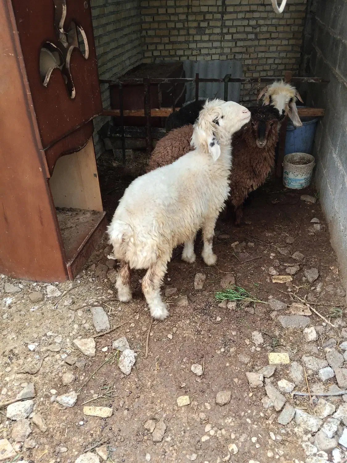 بره شهر چمران|حیوانات مزرعه|بندر ماهشهر, |دیوار