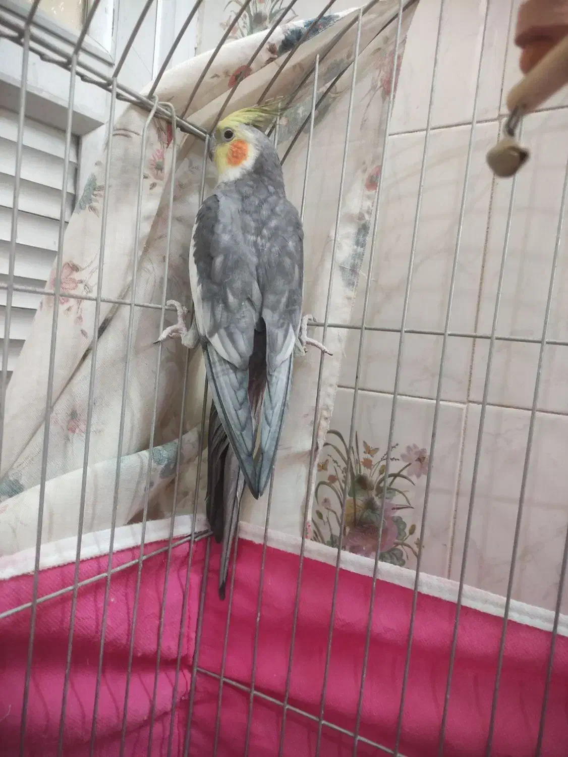 عروس هلندی سخنگو|پرنده|برخوار, |دیوار