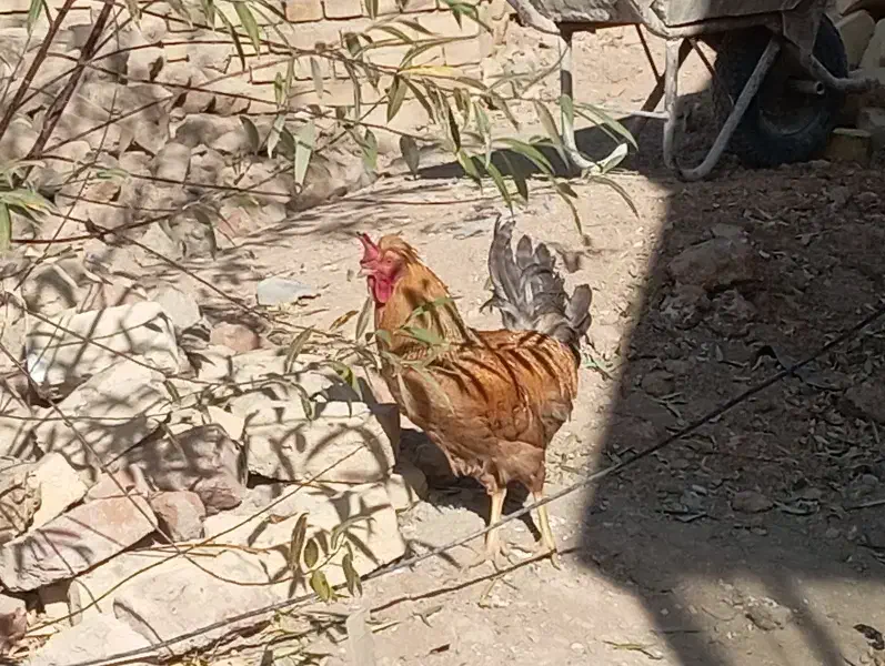 خروس زیبا و بزرگ کاکلی|حیوانات مزرعه|رزن, |دیوار