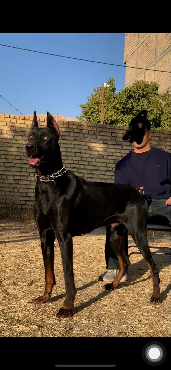 دوبرمن|سگ|تهران, آبشار|دیوار