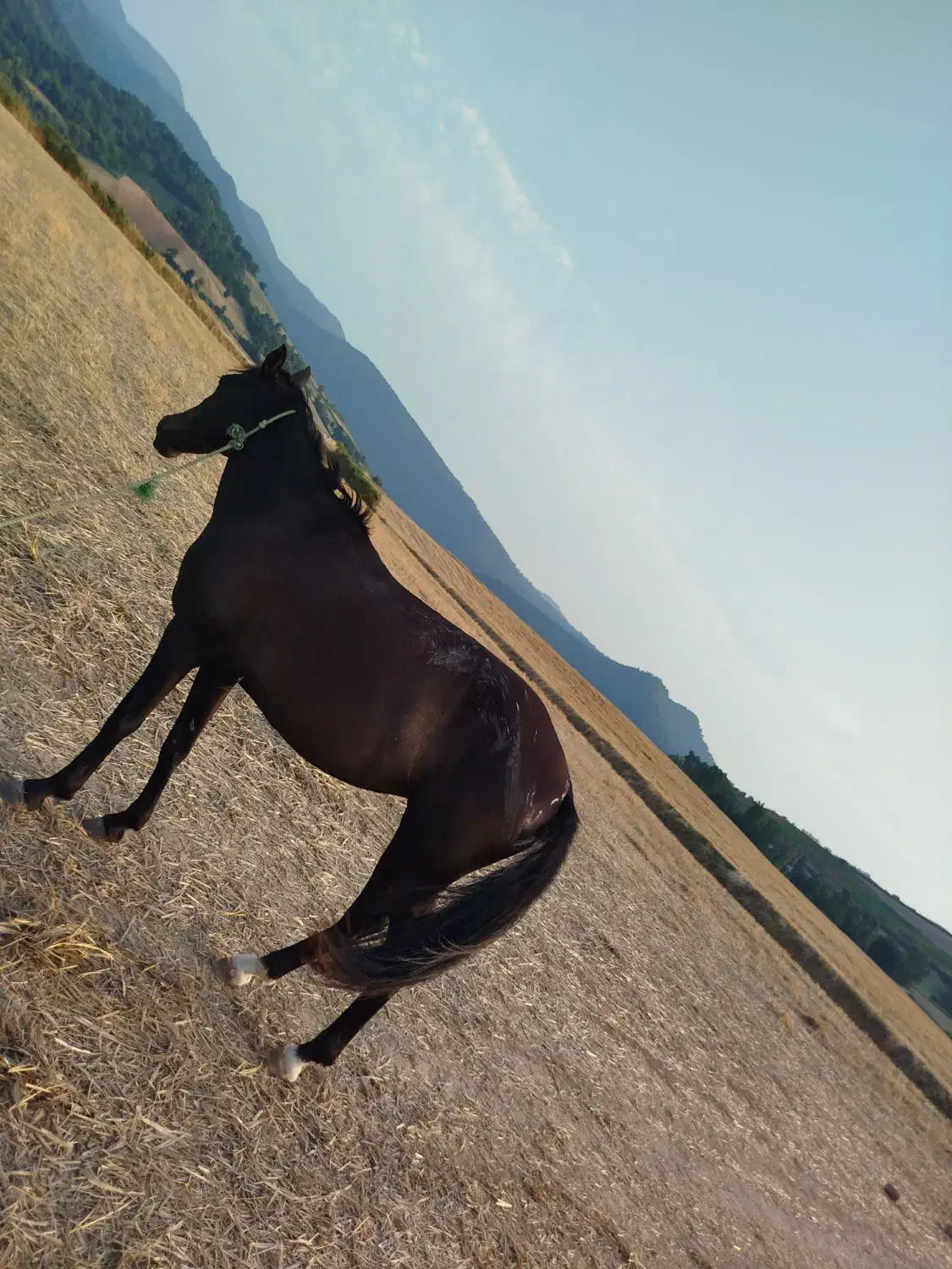 مادیان ترکمنی|اسب و تجهیزات اسب‌سواری|آزادشهر, |دیوار