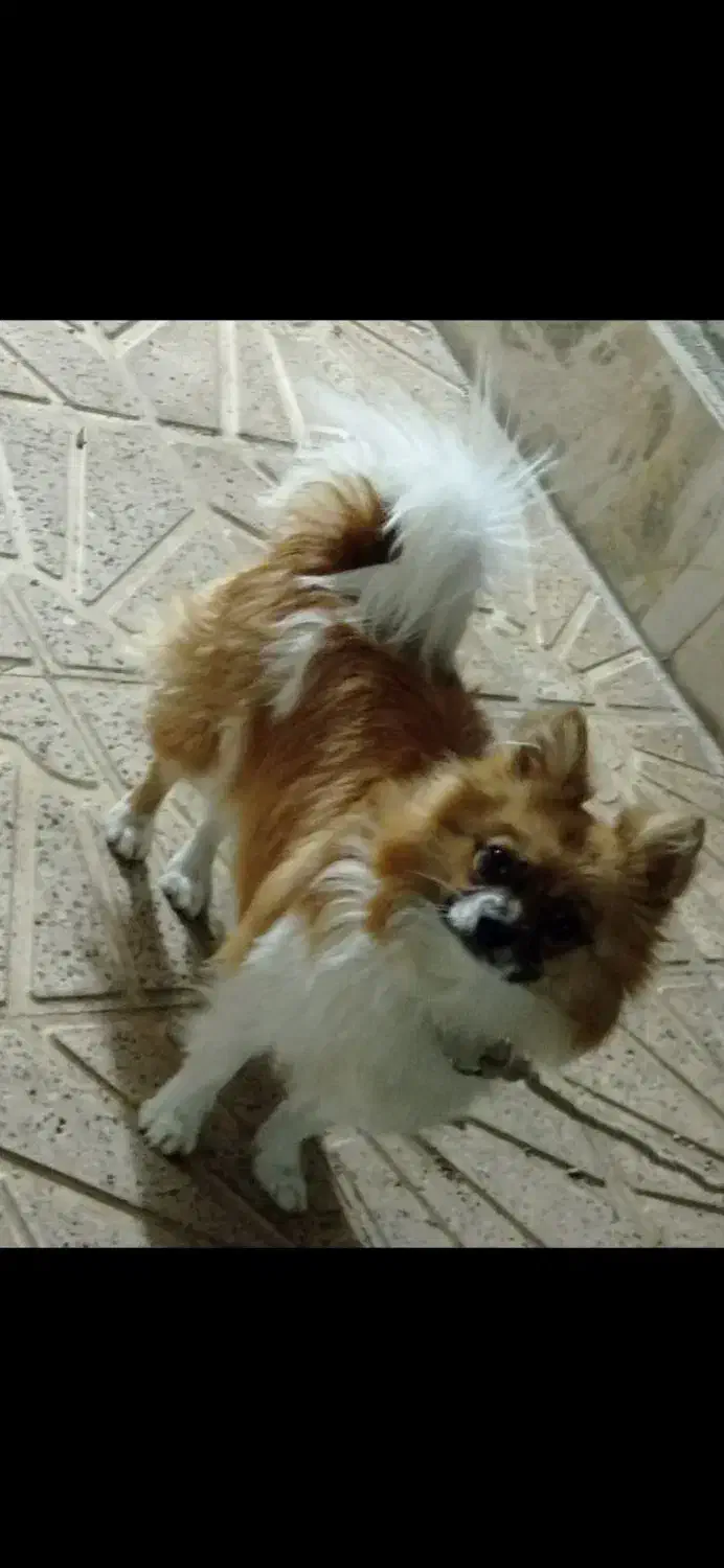 توله پامر ماده|سگ|تربت‌حیدریه, پائین ولایت|دیوار