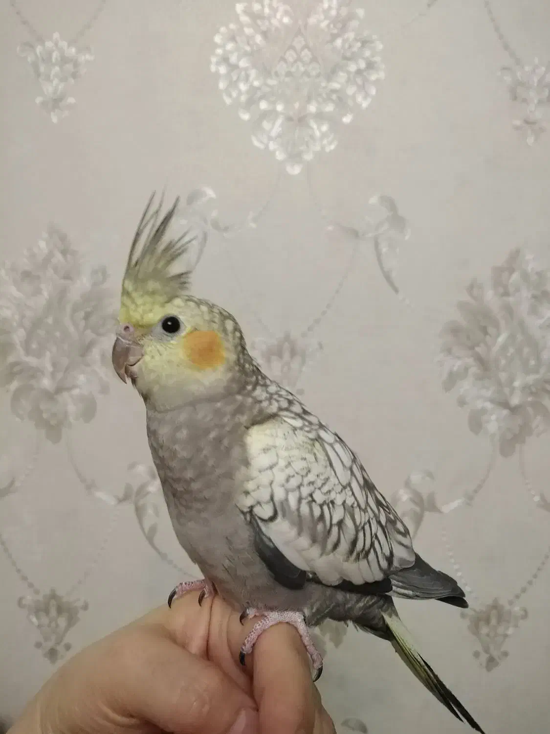 عروس هلندی ماده|پرنده|تبریز, |دیوار