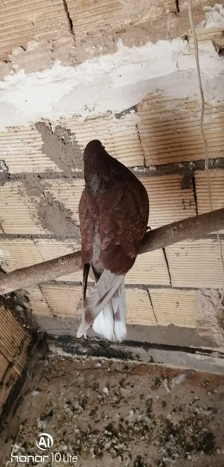 سلام کبوتر کاشونی|پرنده|حبیب آباد, |دیوار