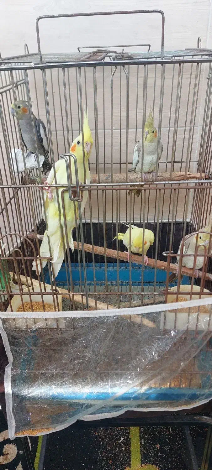 عروس هلندی|پرنده|رشت, فرزانه|دیوار