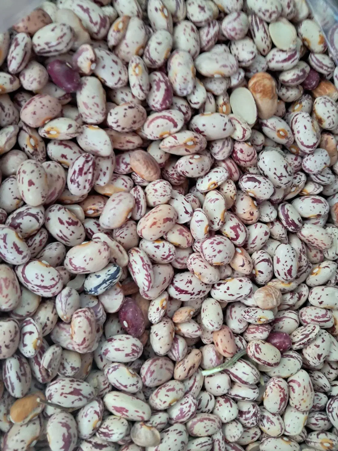 لوبیا چیتی امسال|خوردنی و آشامیدنی|مشگین شهر, |دیوار