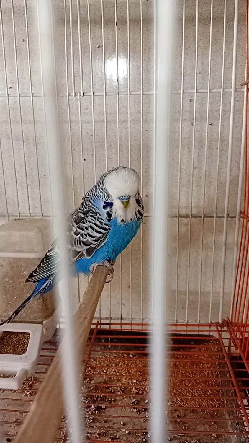 جفت مرغ عشق انگلیسی|پرنده|پاکدشت, پاکدشت (مامازند)|دیوار