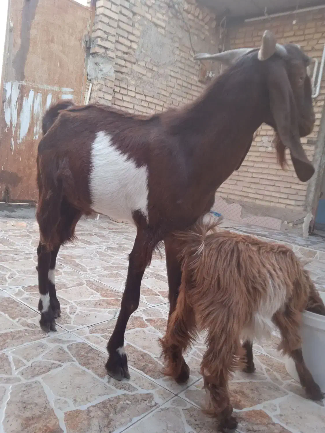 بز نر نیدی|حیوانات مزرعه|خرمشهر, |دیوار