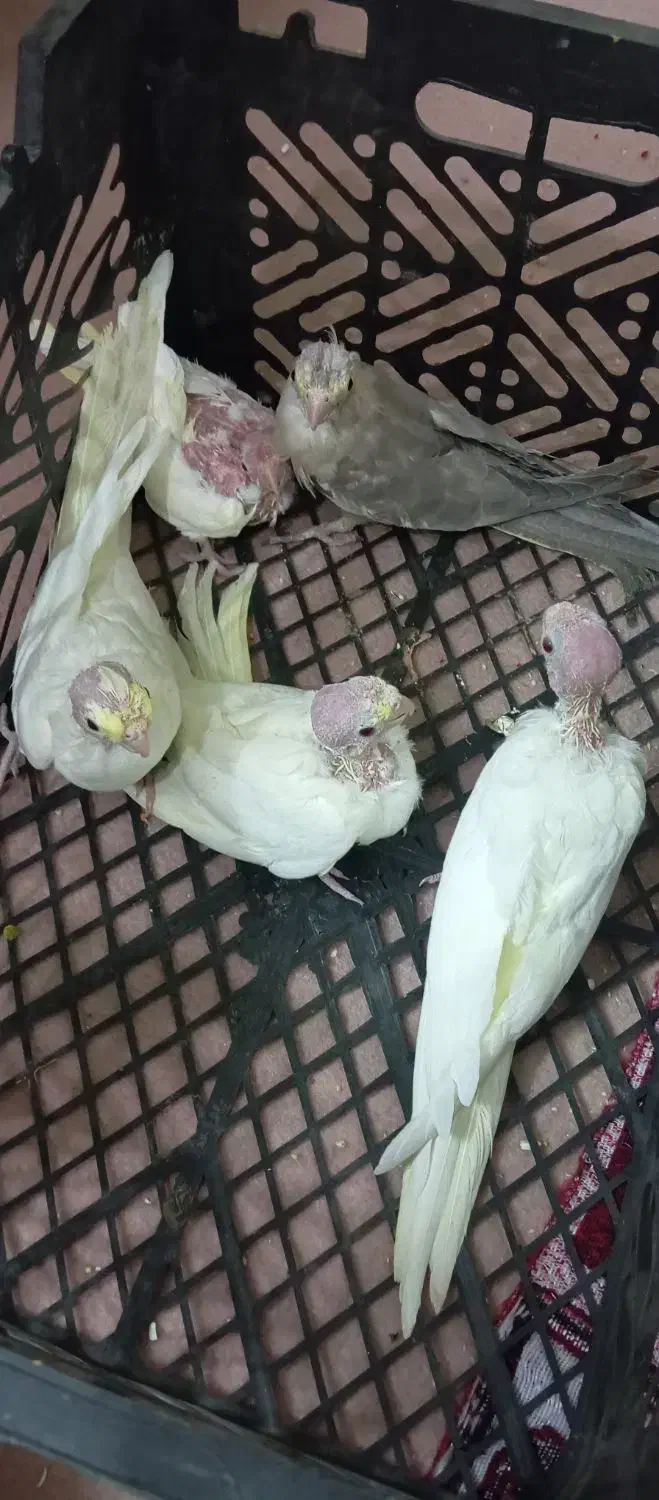 جوجه سرلاکی لوتینو|پرنده|کوهسار (البرز), |دیوار