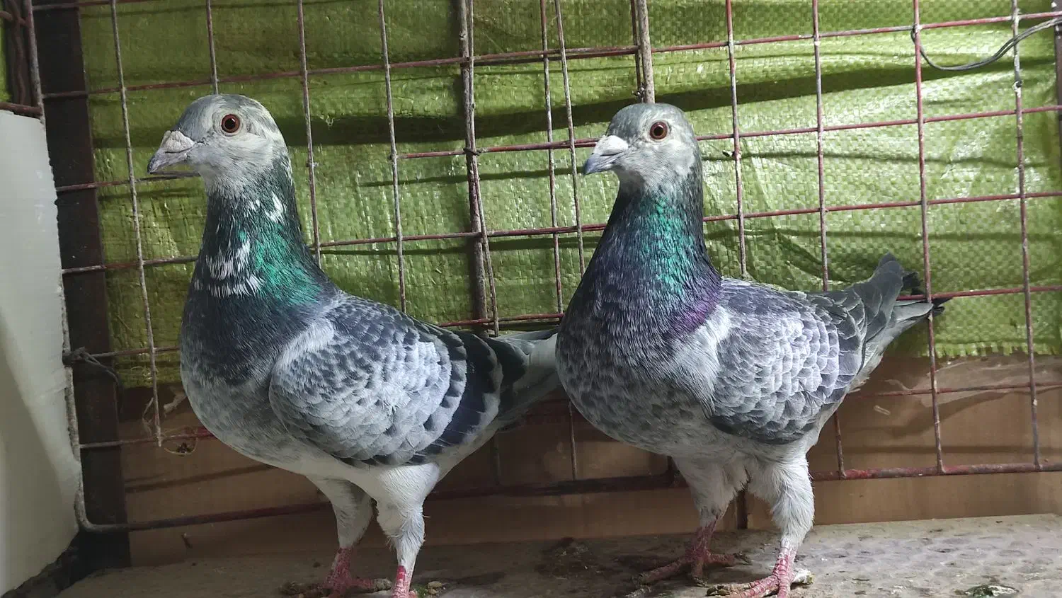 12عدد ماده|پرنده|خوسف, |دیوار