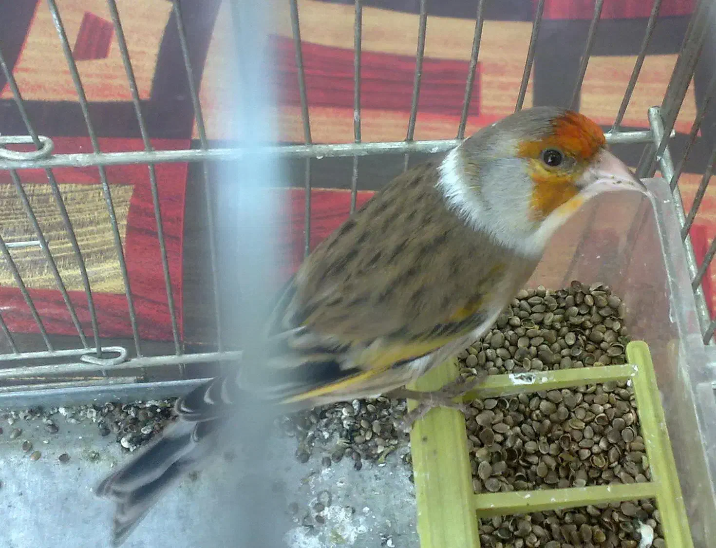 فروش سهره وسهره قناری دهندار (دهن لر)|پرنده|تهران, جیحون|دیوار