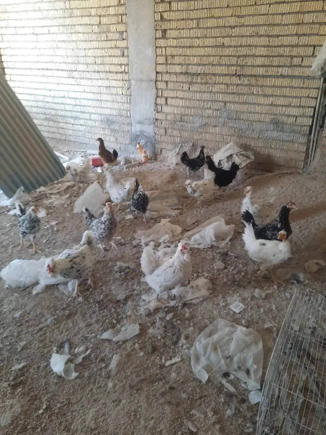 مرغ گلین|حیوانات مزرعه|برازجان, |دیوار