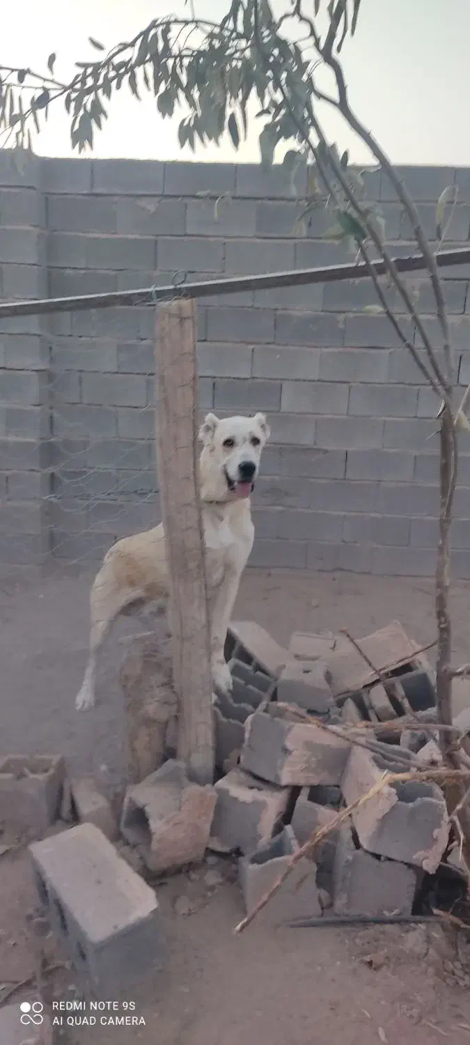 سگ،|سگ|سبزوار, قصبه غربی|دیوار