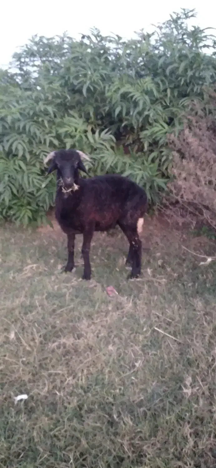 نربزغاله نربره|حیوانات مزرعه|علیآباد کتول, |دیوار