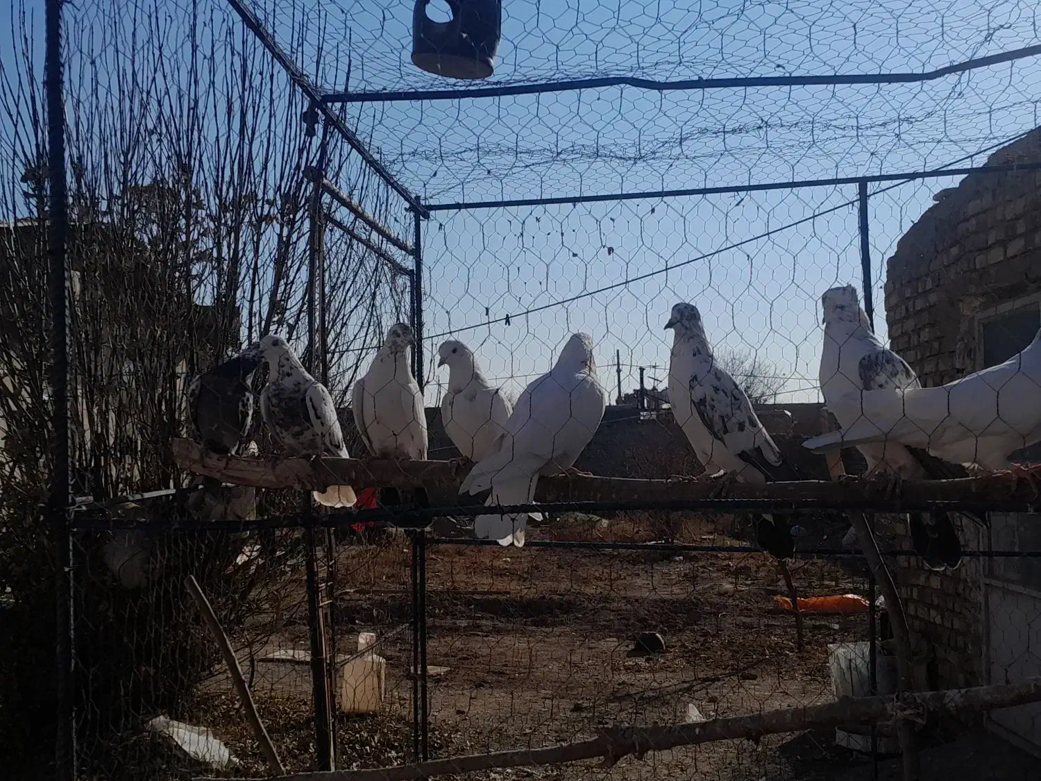 کبوتر|پرنده|معصومیه, |دیوار