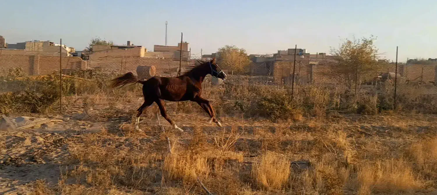 اسب|اسب و تجهیزات اسب‌سواری|رباط‌کریم, انجم آباد|دیوار