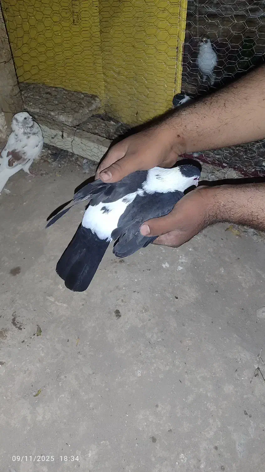 کفتر افغانی|پرنده|کاشان, گریه|دیوار