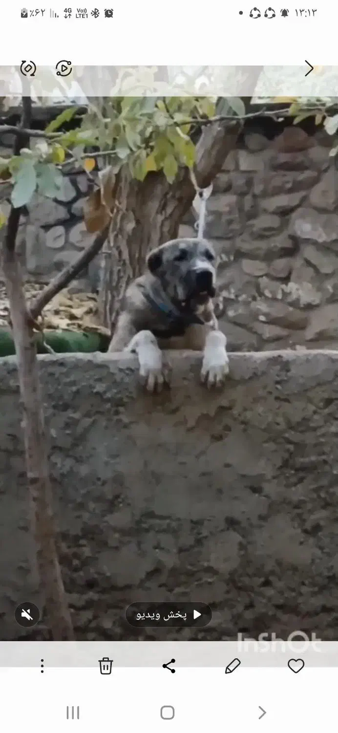 سگ خراسانی نر|سگ|اسلامشهر, صادقیه|دیوار