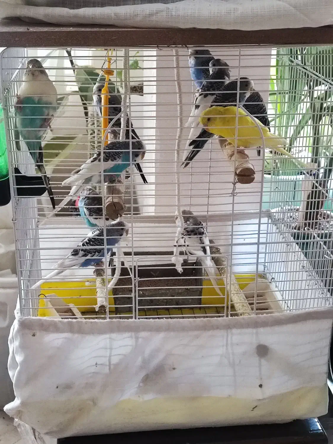 مرغ عشق|پرنده|تهران, زعفرانیه|دیوار