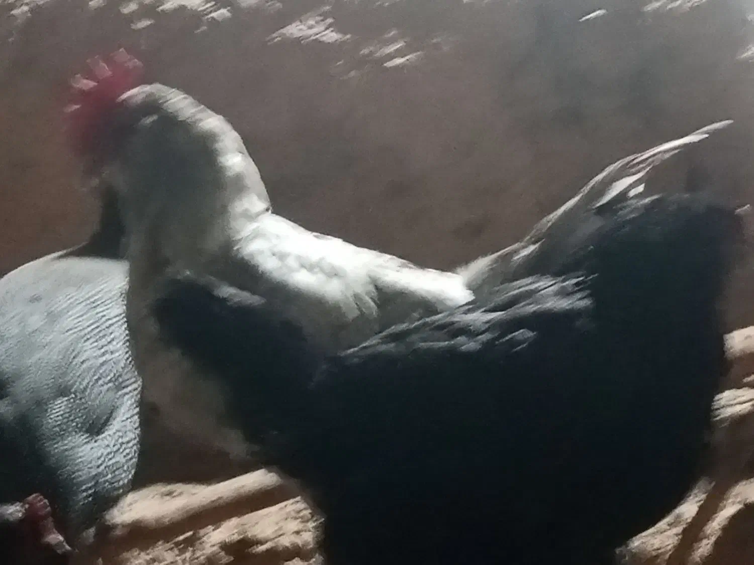 مرغ و خروس آمرکانا|حیوانات مزرعه|مهریز, |دیوار