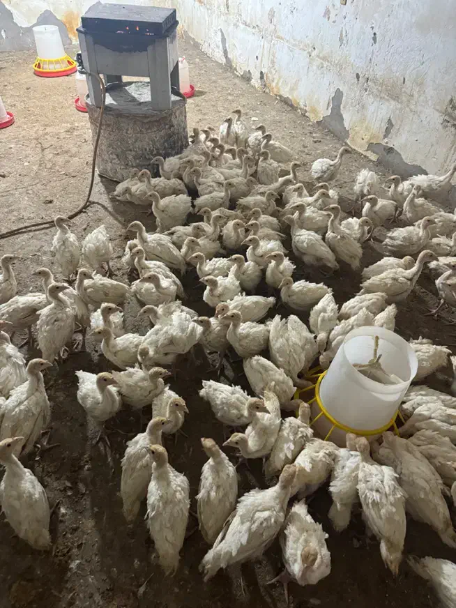 جوجه بوقلمون بیروتی سیکس یکماه وزن ۱.۵کیلو|حیوانات مزرعه|رفسنجان, |دیوار