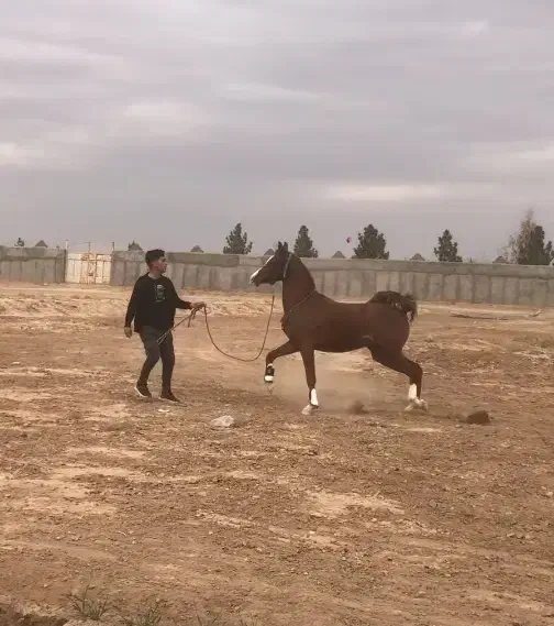 کره اسب عرب|اسب و تجهیزات اسب‌سواری|زنجان, |دیوار