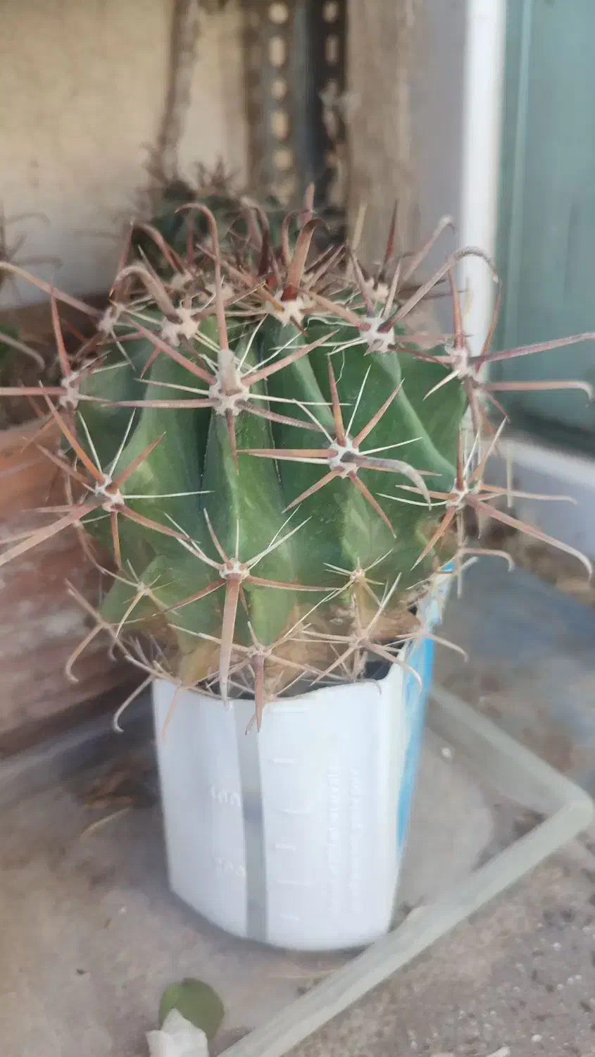 فروش کاکتوس|گل و گیاه طبیعی|مشگین شهر, |دیوار