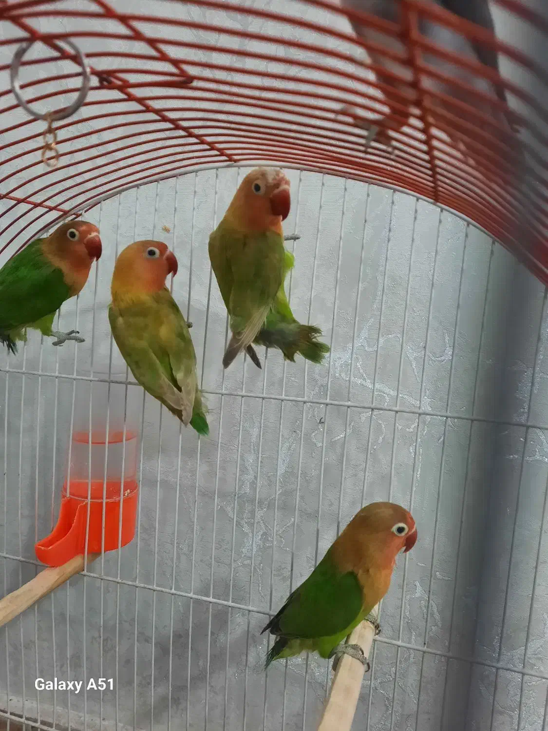 کوتوله برزیلی|پرنده|مشهد, شهید قربانی|دیوار