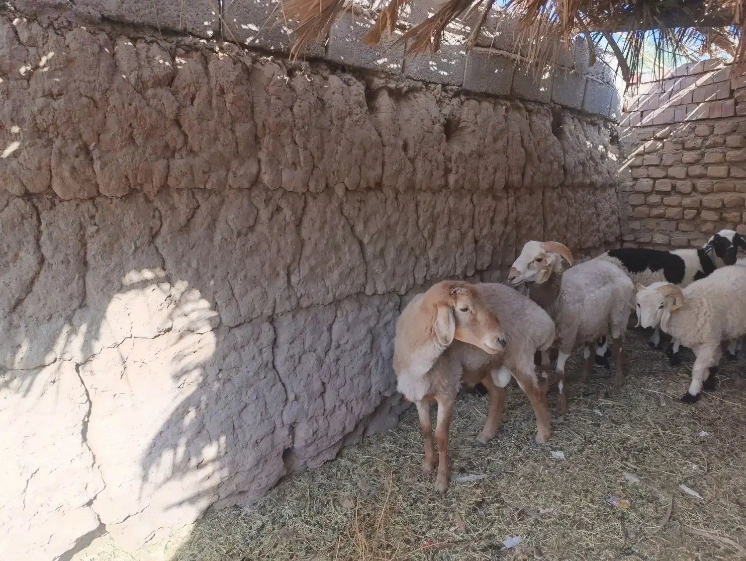 بره شیرازی اصل|حیوانات مزرعه|نرماشیر, |دیوار