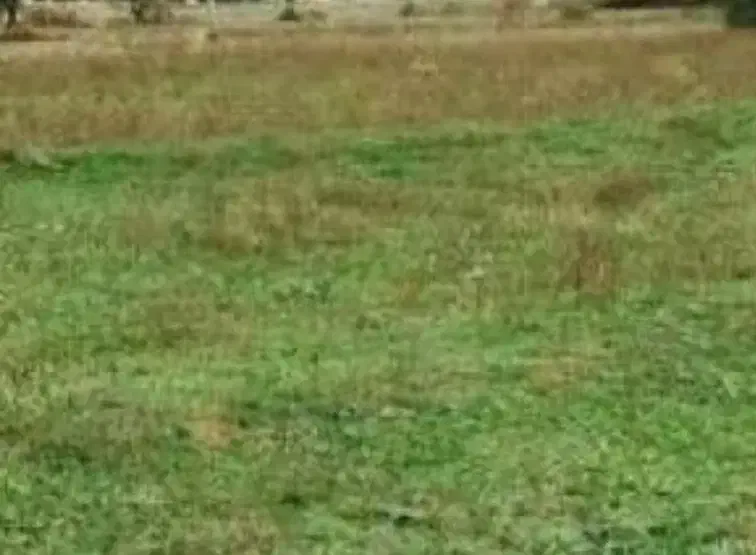 زمین|فروش زمین و ملک کلنگی|سپیدار, |دیوار