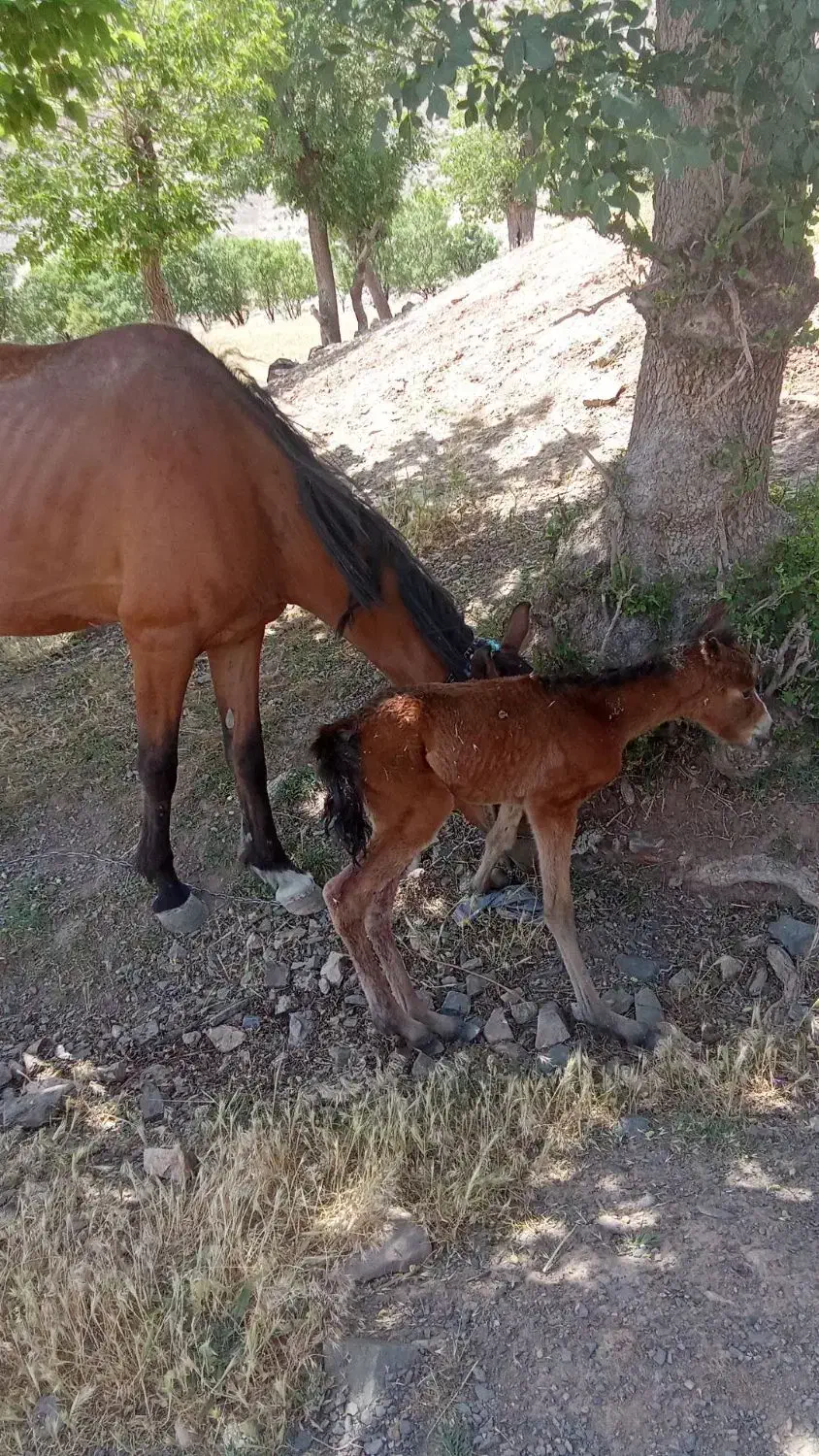 مادیون یورقه خود راه|اسب و تجهیزات اسب‌سواری|زبرخان, |دیوار